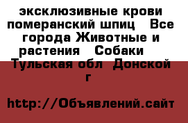 эксклюзивные крови-померанский шпиц - Все города Животные и растения » Собаки   . Тульская обл.,Донской г.